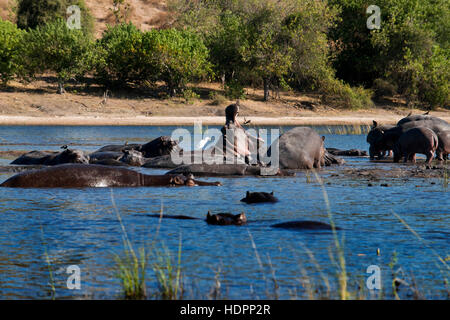 Von Victoria Falls ist möglich, die nahe gelegenen Botswana zu besuchen. Speziell im Chobe-Nationalpark. Flusspferde sind massive Kreaturen, die in der Regel gesehen Schaukeln in t Stockfoto