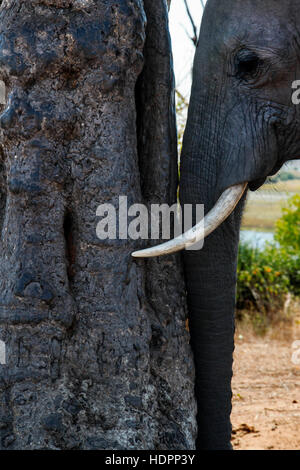 Von Victoria Falls ist möglich, die nahe gelegenen Botswana zu besuchen. Speziell im Chobe-Nationalpark.  Ein Elefant kratzt sich am Kopf in Chobe River Front. Stockfoto