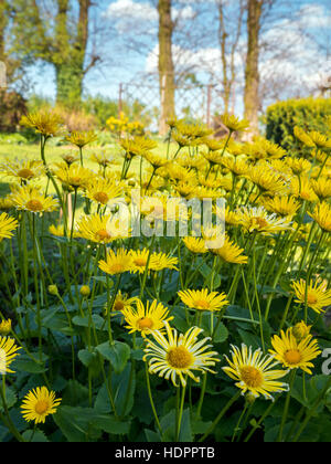 Rosenstrauss gelb Doronicum Grandiflorum Blumen im Garten wächst Stockfoto