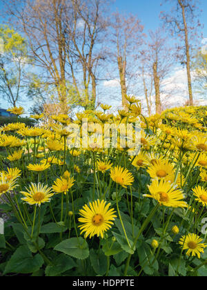 Rosenstrauss gelb Doronicum Grandiflorum Blumen im Garten wächst Stockfoto