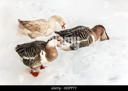 Gänse im Schnee am bewölkten Wintertag Stockfoto