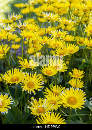 Rosenstrauss gelb Doronicum Grandiflorum Blumen im Garten wächst Stockfoto