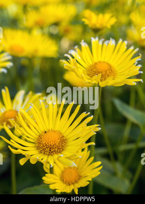 Rosenstrauss gelb Doronicum Grandiflorum Blumen im Garten wächst Stockfoto