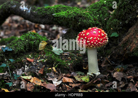 Fliegenpilz Pilz auf dem Waldboden UK Stockfoto