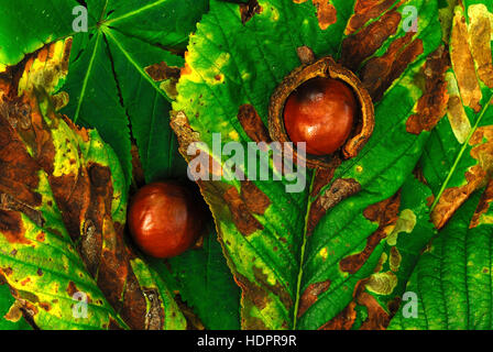 Zwei glänzende Kastanien auf Rosskastanie Blätter UK Stockfoto