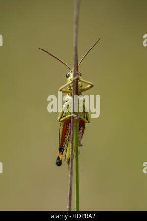 Eine große Marsh Grasshopper Nymphe an Wootton Niederwald im New Forest. Stockfoto