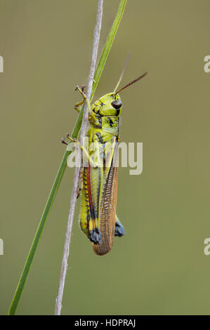 Eine große Marsh Grasshopper an Wootton Niederwald im New Forest. Stockfoto