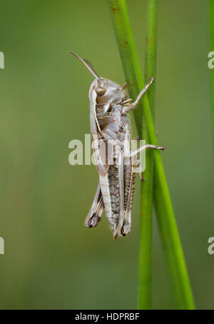 Eine große Marsh Grasshopper Nymphe an Wootton Niederwald im New Forest. Stockfoto