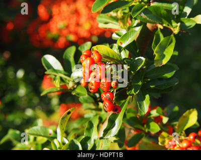 Pyracantha Coccinea, scarlet firethorn Stockfoto