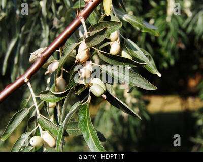 Oleaster, Russische olive - Elaeagnus angustifolia Stockfoto