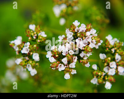 Origanum Vulgare "Thumble Vielfalt" Stockfoto