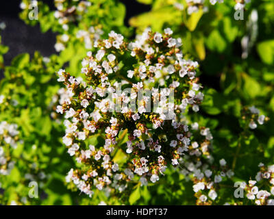 Origanum Vulgare "Thumble Vielfalt" Stockfoto