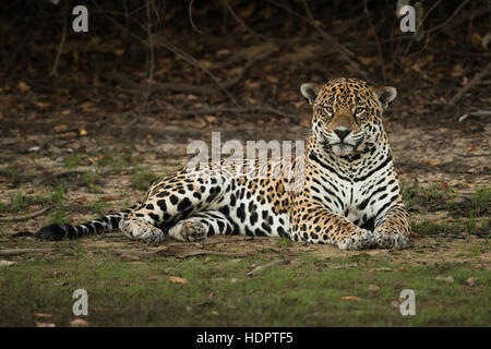 Einen sehr großen männlichen Jaguar ruht am Ufer eines Sees im Pantanal Stockfoto
