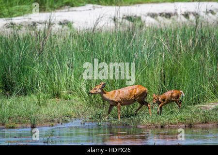 Sumpf-Rotwild in Bardia Nationalpark, Nepal; Specie Cervus Duvaucelii Familie Cervidae Stockfoto