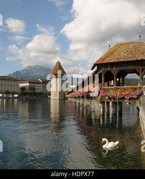Schwan, schwimmen durch die Kapellbrücke in Luzern, grauenvolle an einem klaren Sommertag Stockfoto
