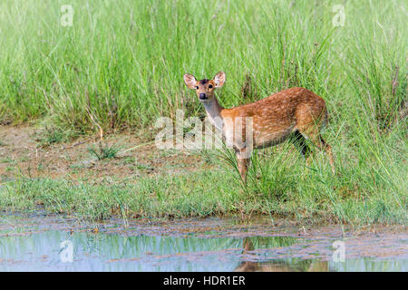 Hog Wild in Bardia Nationalpark, Nepal, Specie Axix Porcinus Familie Cervidae Stockfoto