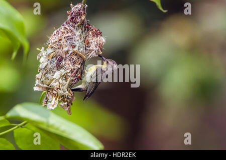 Lila Sundbird in Bardia Nationalpark, Nepal; Specie Nectarinia Asiatica Familie von Nectariniidae Stockfoto