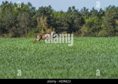 Europäische Rehbock im Frühling auf dem Getreide-Feld mit Frühlingsmantel Stockfoto