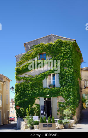 Pavement Café und Terrasse im Creeper-Covered Village House, Ampelopsis glandulosa oder Peppervine, Saignon Luberon Provence France Stockfoto