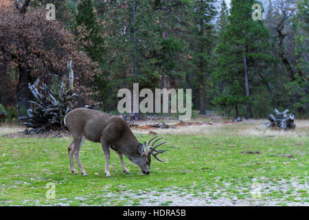 Erwachsene männliche Maultierhirsch oder Bock Fütterung auf dem grünen Rasen im Yosemite Valley Stockfoto