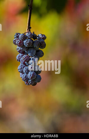 Trauben am Rebstock nach der Ernte mit einem bunten Herbst Hintergrund links Stockfoto