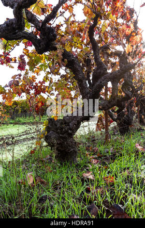 schöne alte Rebsorte mit Ästen überall und Herbstfarben auf seinen Blättern Stockfoto