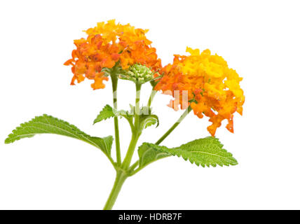 Nahaufnahme der Blüten orange isoliert lantana Stockfoto