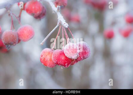 Gefrorene Reife Äpfeln mit Frost bedeckt Stockfoto