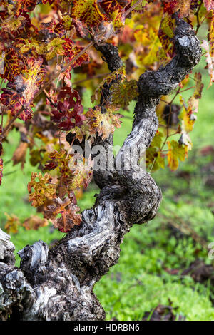 schöne alte Rebsorte mit Ästen überall und Herbstfarben auf seinen Blättern Stockfoto