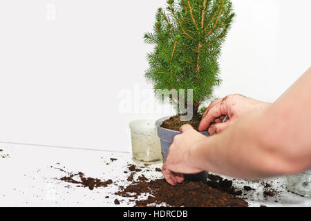 Der Prozess der Transplantation kleiner Weihnachtsbaum. Stockfoto