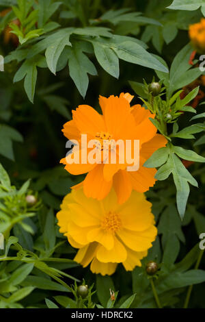 Cosmos Sulphureus "Gemischte Helligkeit" Blumen. Stockfoto