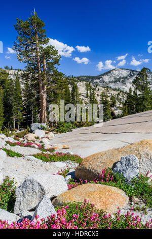 Tioga Pass ist ein Berg in der Sierra Nevada. State Route 120 fließt, und dient als die östlichen Einstiegspunkt für Yosemite Nati Stockfoto