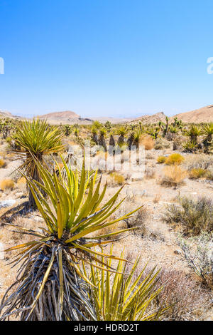 Majestätische Sandstein Böschung dominiert der Red Rock Canyon National Conservation Area. Enge Schluchten entlang der Böschung sind beliebte Tageswanderung desti Stockfoto