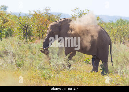 Ein Afrikanischer Elefant gehen in der Ferne und Staub. Wildlife Safari im Krüger National Park, dem wichtigsten Reiseziel in South Afric Stockfoto