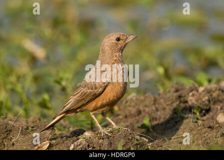 Die rufous-angebundene Lerche (Ammomanes Phoenicura), auch genannt die rufous-tailed Finch-Lerche Pashan See Pune Stockfoto