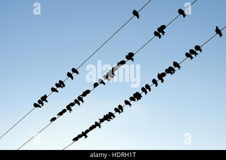 Silhouette der Vögel auf ein Kabel vor blauem Himmel. Stockfoto