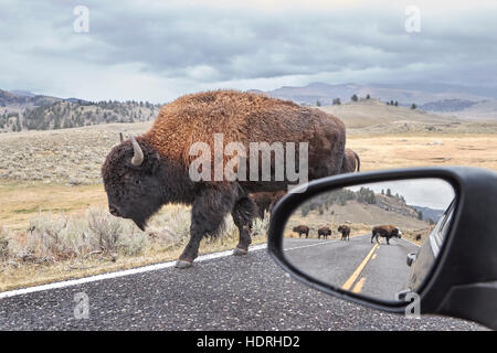 Amerikanische Bisons (Bison Bison) auf einer Straße gesehen von Auto-Fahrersitz mit Blick in den Außenspiegel, Grand-Teton-Nationalpark, Wyoming, USA. Stockfoto