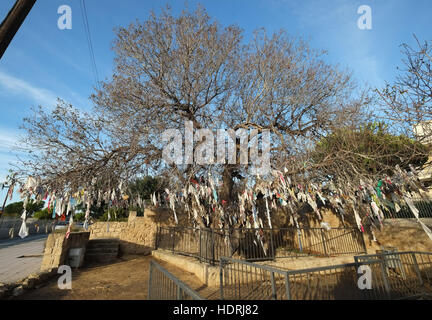 Eine große Pistazienbaum am Eingang zu den unterirdischen Katakomben von Agia Solomoni in Kato Paphos, behängt mit mit Stücken Stockfoto