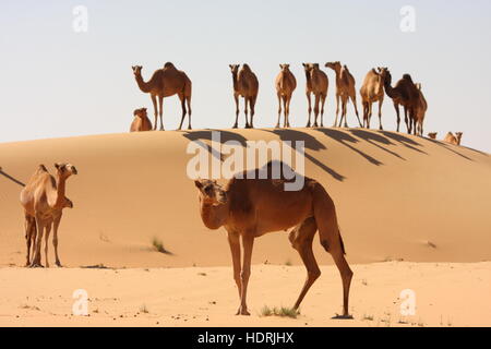 Kamele in der Wüste Abu Dhabi Emirate, Vereinigte Arabische Emirate. Stockfoto