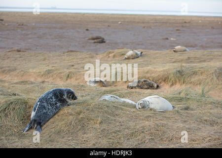 Graue Dichtungen kommen, um Donna Nook Ende Oktober zu Paaren. Das Reservat ist auch ein RAF-Praxis-Reihe. Stockfoto