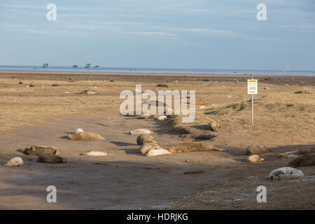 Graue Dichtungen kommen, um Donna Nook Ende Oktober zu Paaren. Das Reservat ist auch ein RAF-Praxis-Reihe. Stockfoto