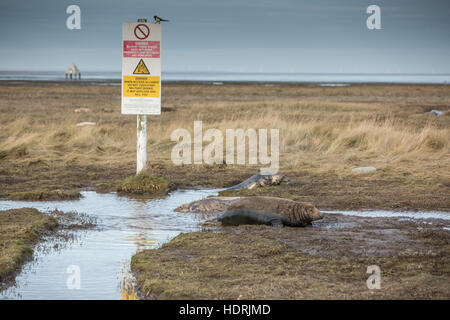 Graue Dichtungen kommen, um Donna Nook Ende Oktober zu Paaren. Das Reservat ist auch ein RAF-Praxis-Reihe. Stockfoto