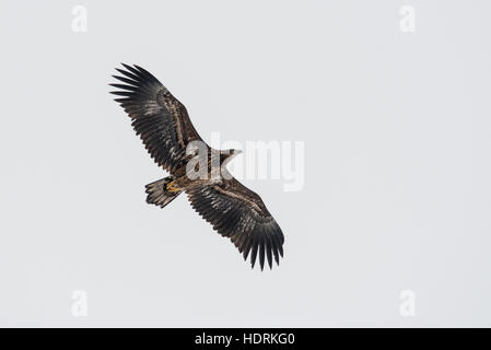 White Tailed Eagle (Haliaetus Horste) auf die Aufwinde fliegen Stockfoto