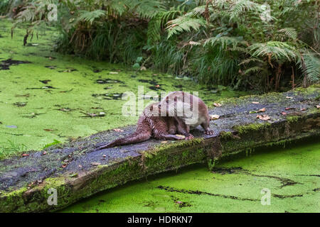 Europäischen Fischotter (Lutra Lutra) ruht auf Log über Teich in Wasserlinsen bedeckt Stockfoto