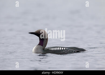 Black-throated Loon / arktisches Loon / Prachttaucher (Gavia Arctica) in der Zucht Gefieder Schwimmen im See im Frühling Stockfoto