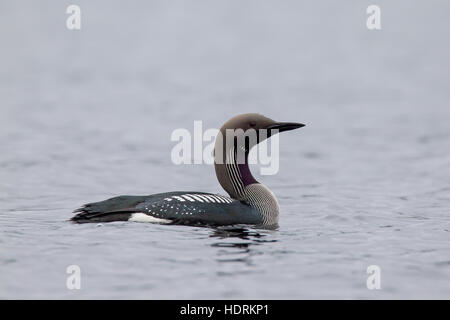 Black-throated Loon / arktisches Loon / Prachttaucher (Gavia Arctica) in der Zucht Gefieder Schwimmen im See im Frühling Stockfoto