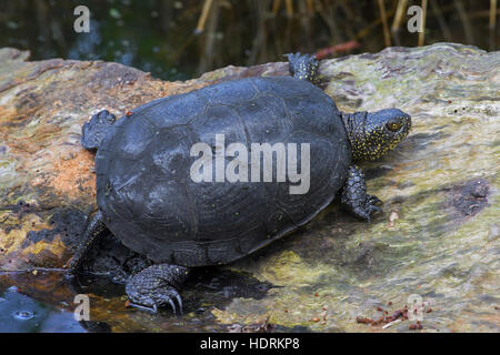 Europäische Sumpfschildkröte / Europäische Sumpfschildkröte (Emys Orbicularis) verlassen des Wassers zum Sonnenbaden Stockfoto