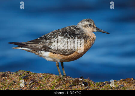 Knutt (Calidris Canutus) im Spätsommer Gefieder auf Futtersuche entlang der Ostseeküste Stockfoto