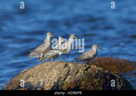 Roter Knoten (Calidris Canutus) im Spätsommer Gefieder ruht auf Felsen entlang der Ostseeküste Stockfoto