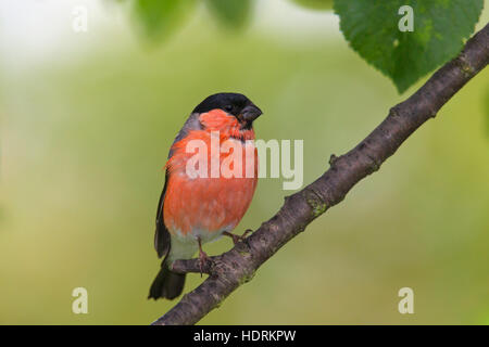Gemeinsamen Gimpel / eurasischen Gimpel (Pyrrhula Pyrrhula) männlichen thront in Baum Stockfoto